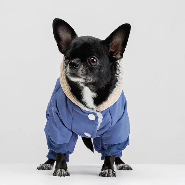 Комбинезон с цветочком для собак, M, голубой (девочка)