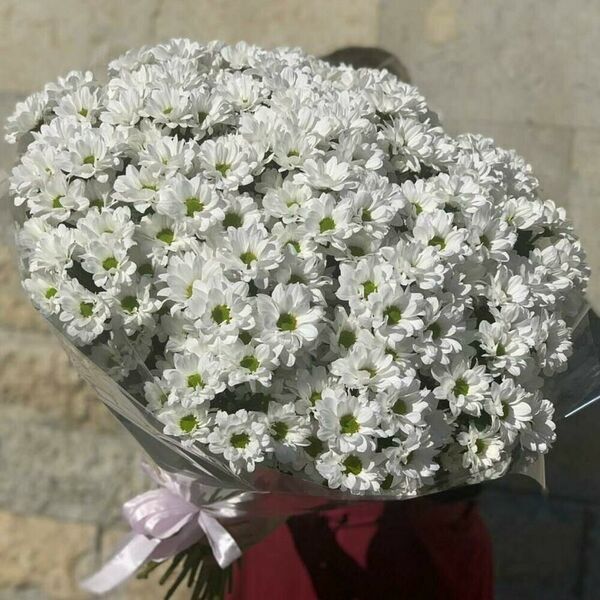 Ромашки хризантемы (арт.072)