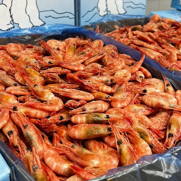 Креветка Гренландия 80-100