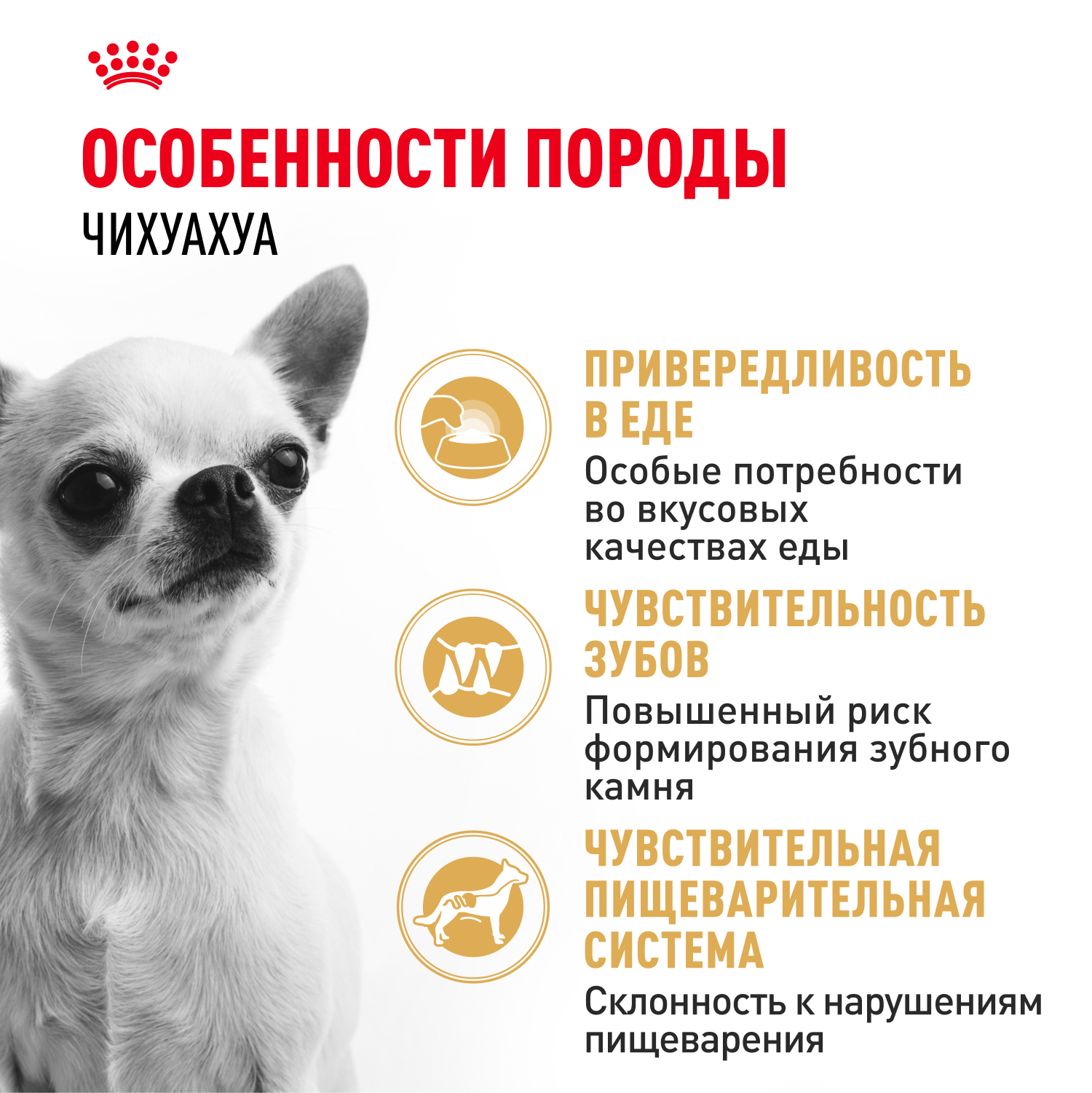 

Корм для собак Royal Canin Chihuahua Adult сухой для взрослых собак породы Чихуахуа от 8 месяцев 1.5 кг