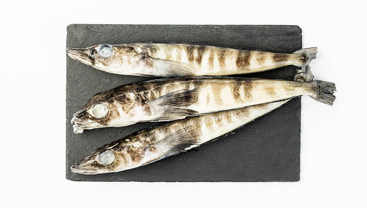 Ледяная рыба замороженная