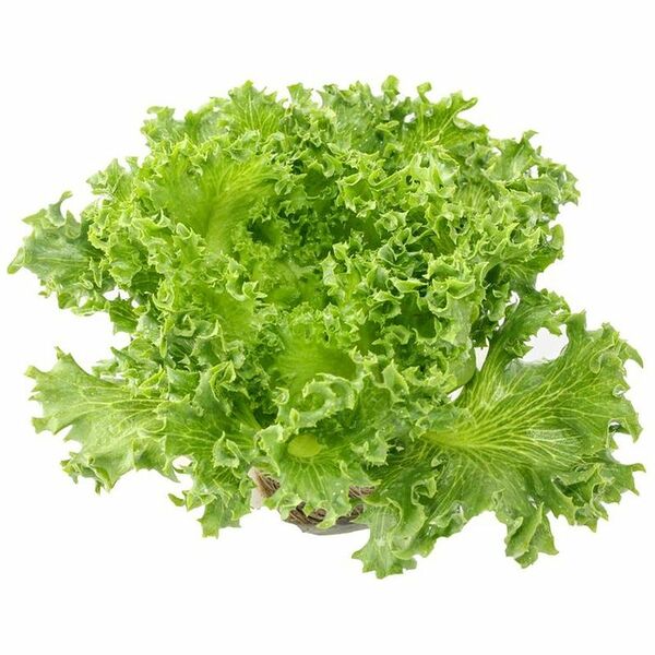 Салат Фриллис, 1шт