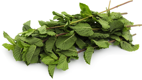 

Мята свежая 30 г