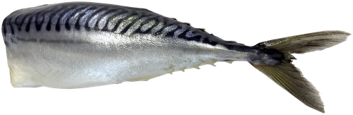 

Скумбрия ЛЕНТА FRESH потрошеная без головы, весовая