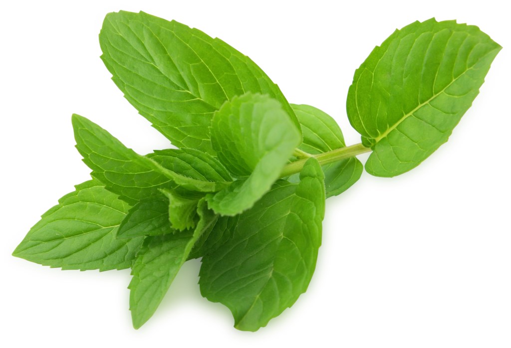 

Мелисса свежая вес