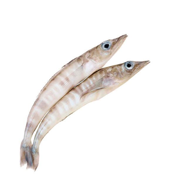 Ледяная рыба свежемороженая непотрошеная, Икорный