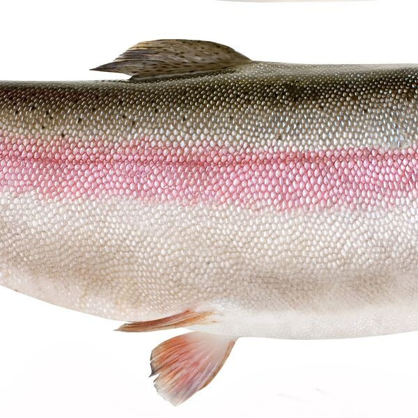 Форель радужная неразделанная мороженая ЛЕНТА FRESH СП до 1.0 кг