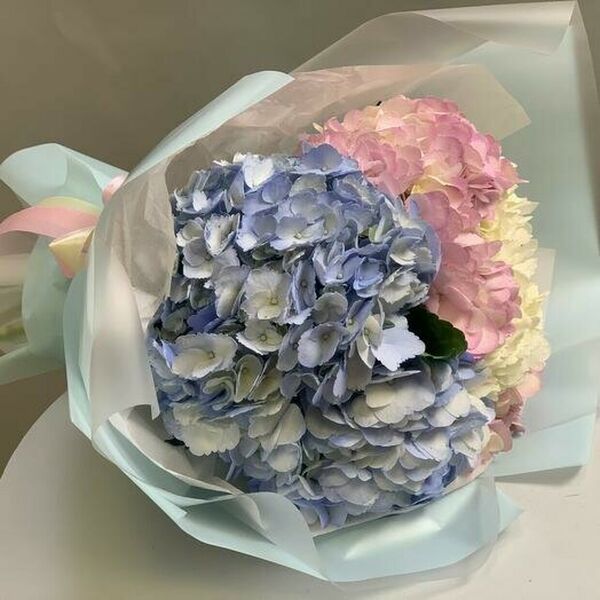 Гортензии Крупные