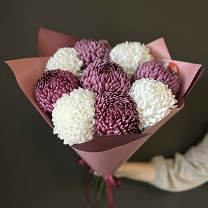 97. Букет из бордовых и белых хризантем