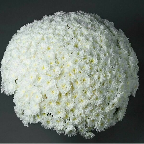 65 Кустовых хризантем