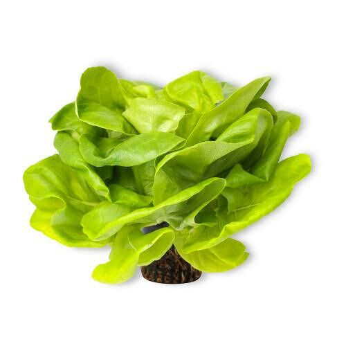 Салат Маслянистый зеленый в горшочке 200 г