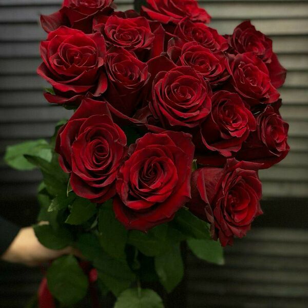 Букет из 15 красных эквадорских роз 70 см
