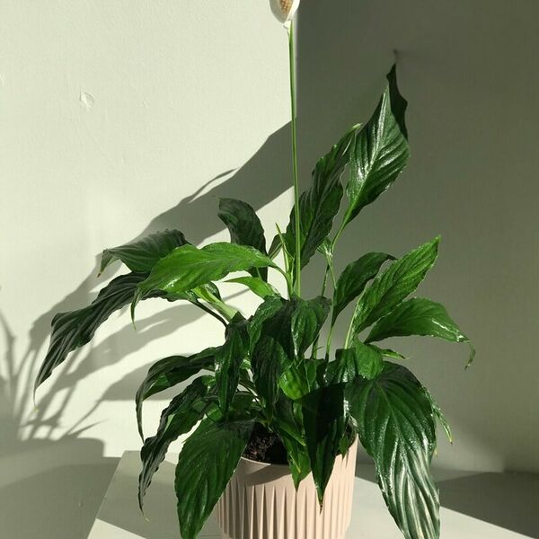 Спатифиллум