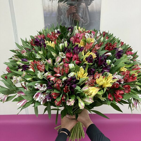 101 альстромерия