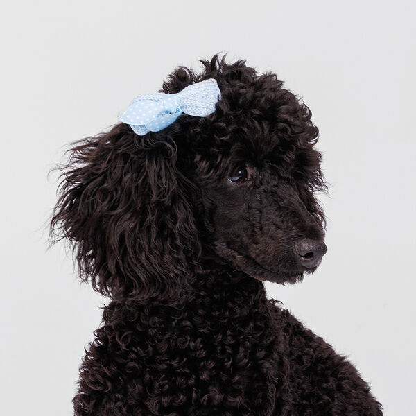 Заколка Rurri ушки Зайки голубая в горох