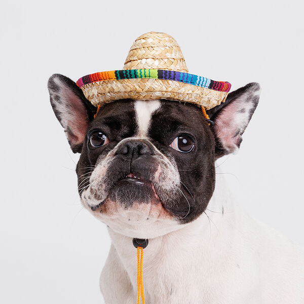 Шляпка мексиканская для кошек и собак S