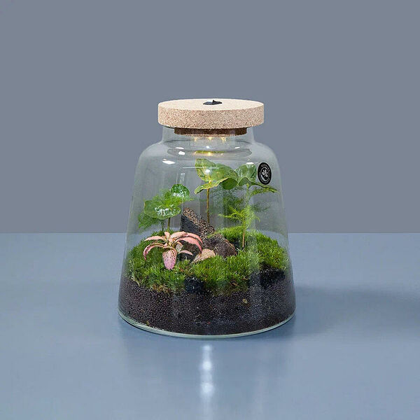 Флорариум Тропикал