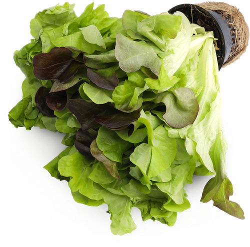 Салат Дуэт, 110 г