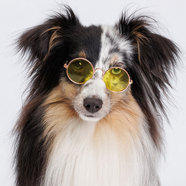 Очки солнечные для кошек и собак желтые