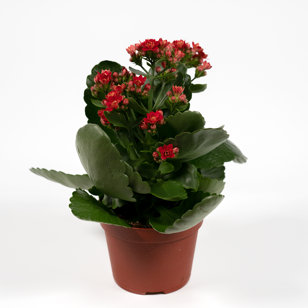 Каланхое D-11