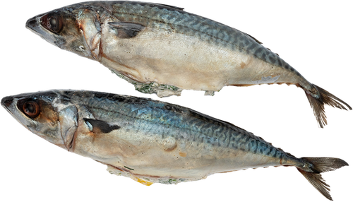 

Скумбрия Лента Fresh фаршированная зеленью и лимоном, весовая