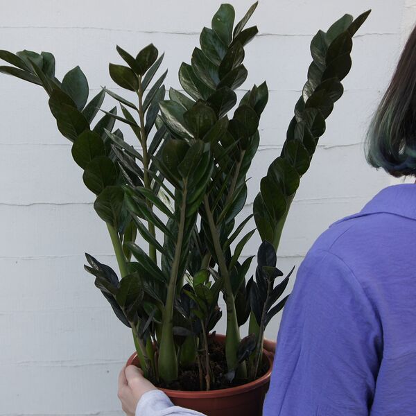 Замиокулькас черный