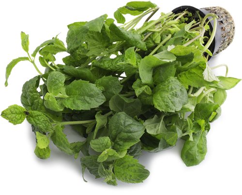 

Мята в горшочке