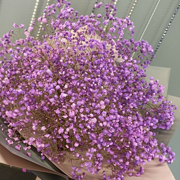 Фиолетовые гипсофилы