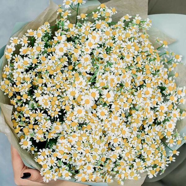 Букет из 51 матрикарии