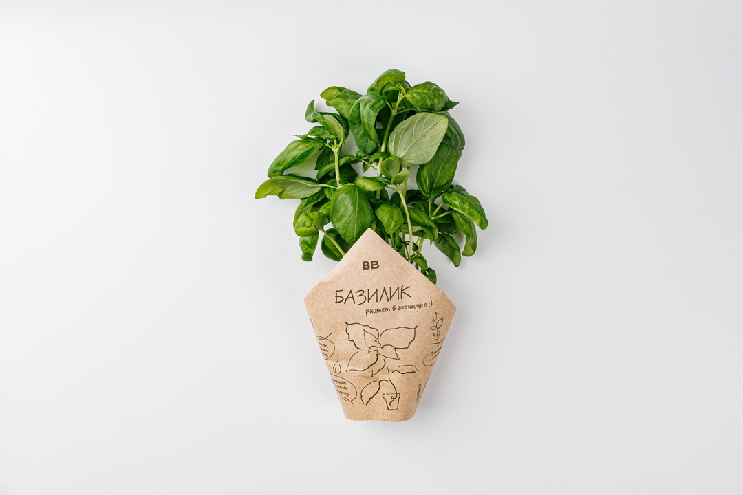 

Базилик ВкусВилл зелёный в горшочке 20 г