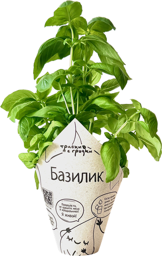 

Базилик 25 г