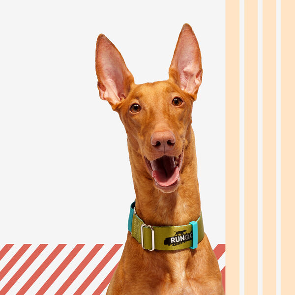 Ошейник для собак Rungo Мартингейл Wide голубой-зеленый объем шеи 41-55 см, ширина ремешка 3.8 см