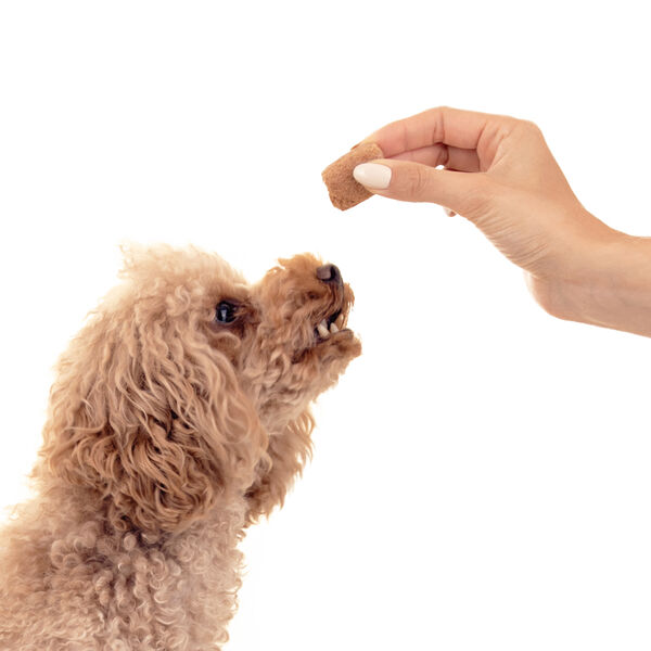 Лакомство для собак Наггетсы из индейки и тыквы