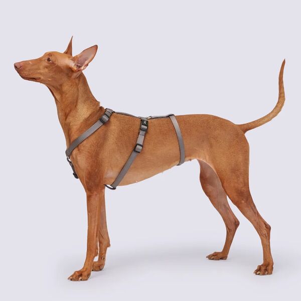 Шлейка Rungo Vario Soft Fix 15 ммx40-65 см графит