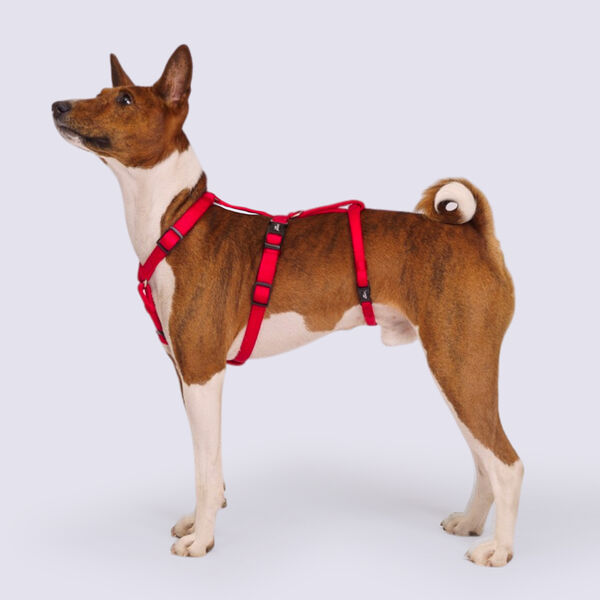 Шлейка Rungo Vario Soft Fix 10 ммx30-60 см красный