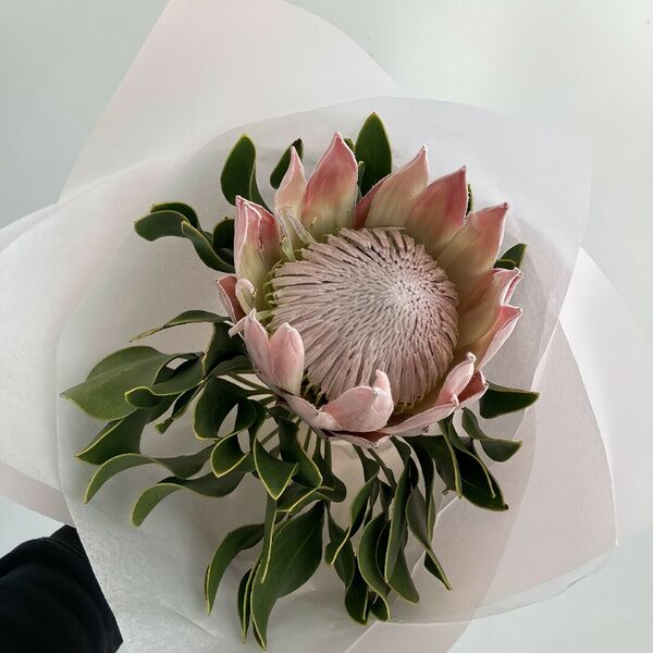 Протея Ц В Е Т К Е В И Ч