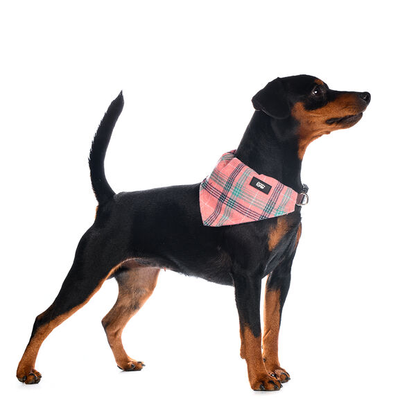 Ошейник-бандана для собак розовая в клетку 15мм 26-42см