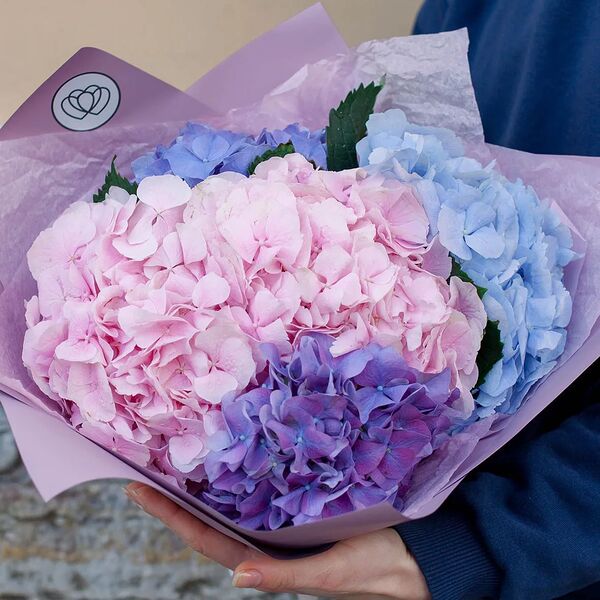 Букет из 5 гортензий яркий микс