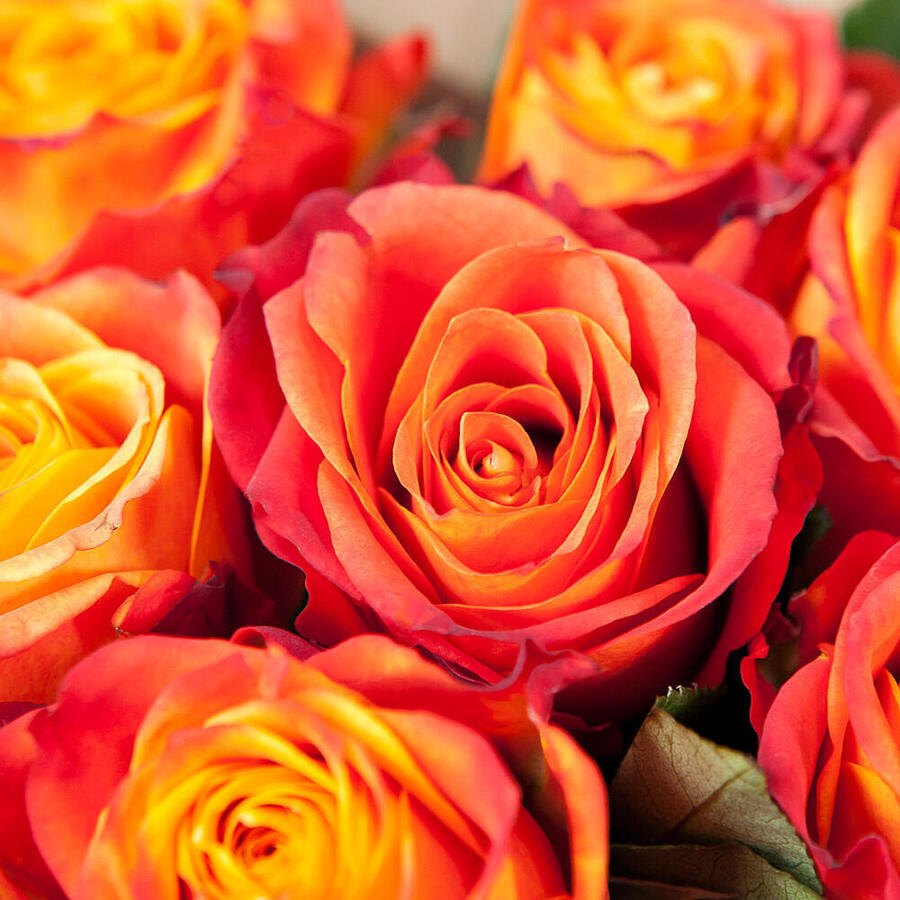 

Монобукет Ирис из 11 роз Atomic