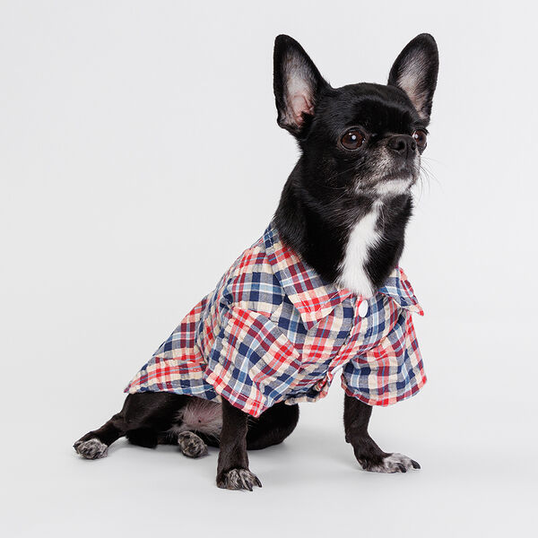 Petmax Рубашка сине-красная в клеточку M