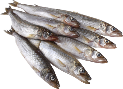 

Корюшка Лента Fresh СП крупная охлажденная вес