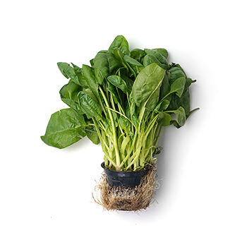 Шпинат в горшочке 1шт