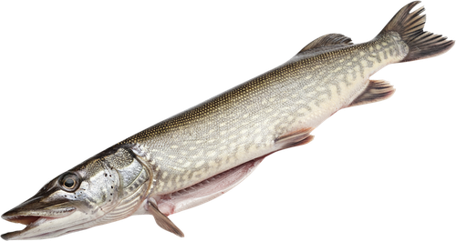 

Щука Лента Fresh потрошеная с головой размороженная весовая