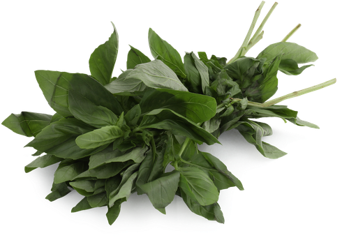 

Базилик Лента зеленый свежий 50 г