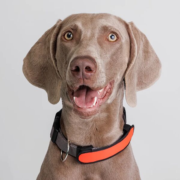 Накладка на ошейник светящаяся оранжевая 14,5 см