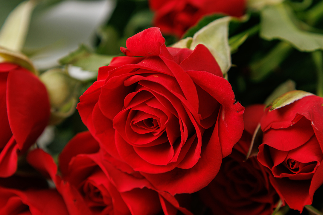 

Букет из розы кустовой, 5 шт