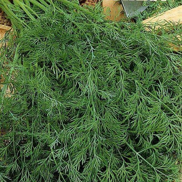 Укроп Обильнолистный Удачные семена