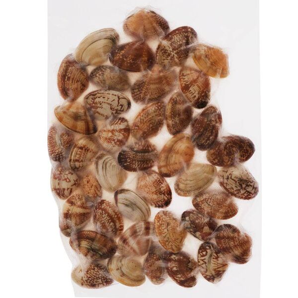 Вонголе замороженные