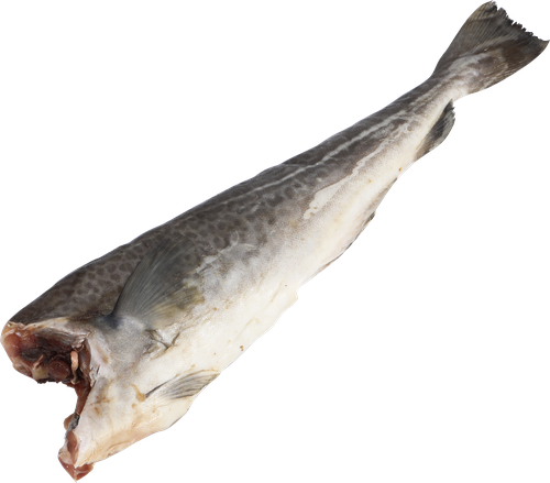 

Треска Лента Fresh потрошеная без головы, весовая