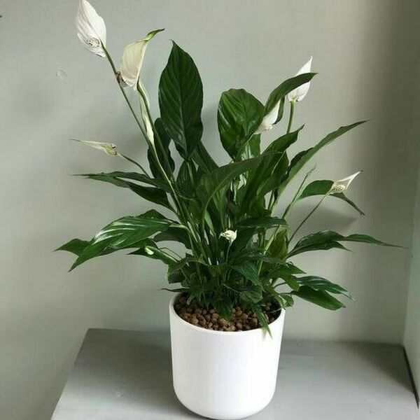 Спатифиллум